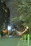 木屋町通り高瀬川の夜桜の画像003